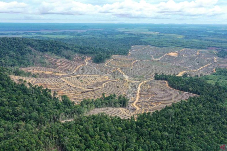 Pembalakan Hutan di Kalimantan Barat