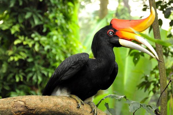 Satwa Langka di Kalimantan Barat